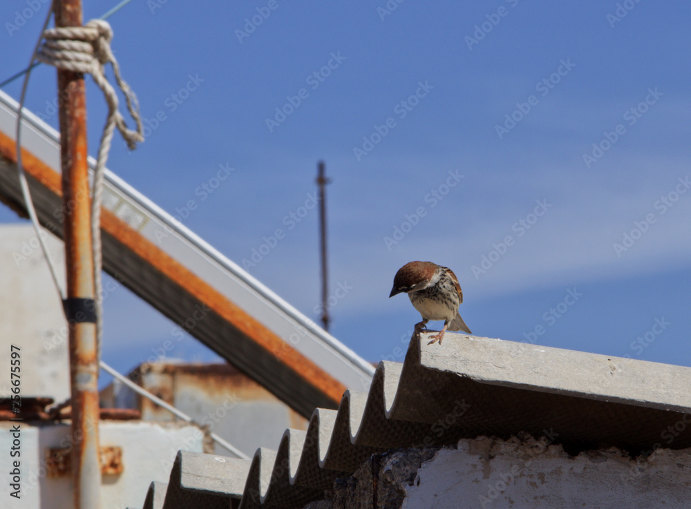 Sparrow on a roof