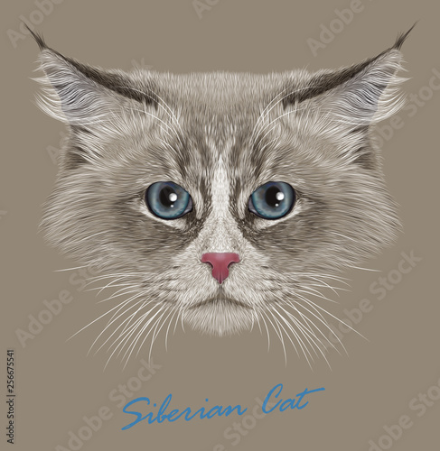 Siberian cat animal cute face. Vector funny Neva masquerade kitten head portrait. Realistic fur portrait of Siberian blue eyed kitty isolated on beige background.