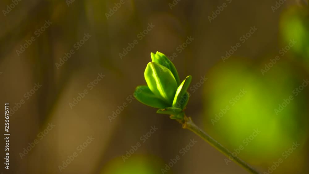 Spring Tiny spring sprout slow motion Spring Tiny spring sprout slow motion