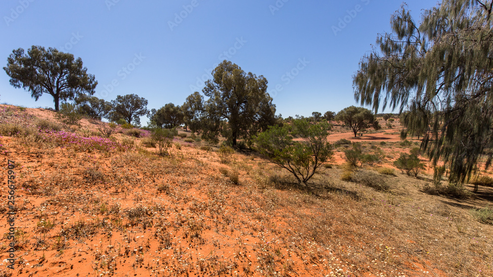 view on trees in the bush in Red Center of Australia