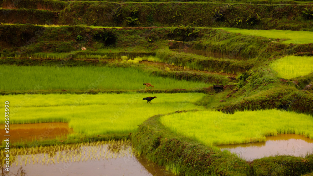Obraz premium Landscape with the rice fields and Onive river at Antanifotsy,Madagascar