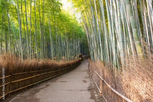 Bamboo forest of Arashiyama at Kyoto, Japan