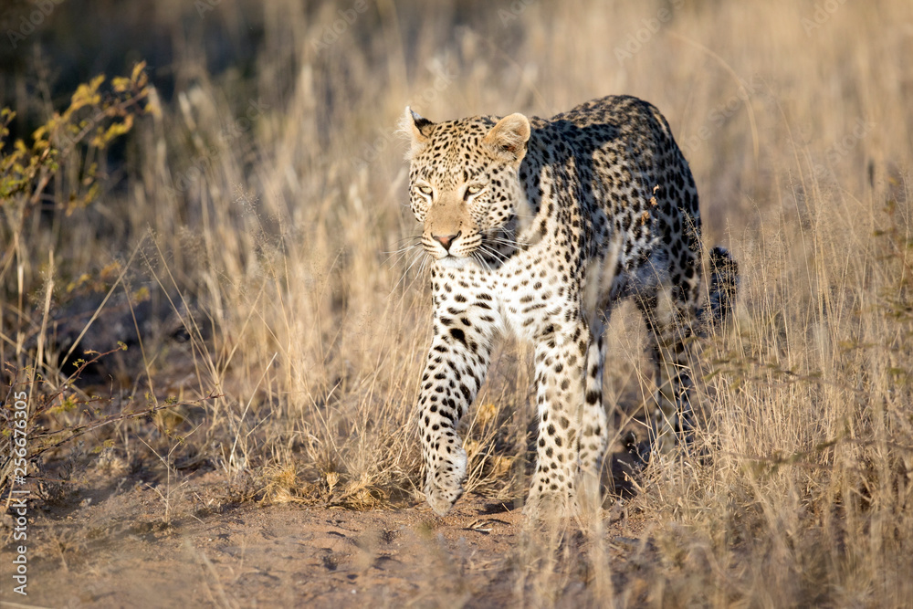 Naklejka premium Leopard in afternoon light