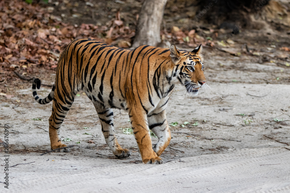 Obraz premium Young female tiger walking in Bandhavgarh National Park in India