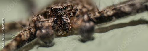 Macro photo of a hairy spider on the flor, photographed in Minas Gerais, Brasil.