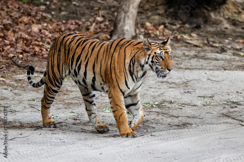 Young female tiger walking in Bandhavgarh National Park in India