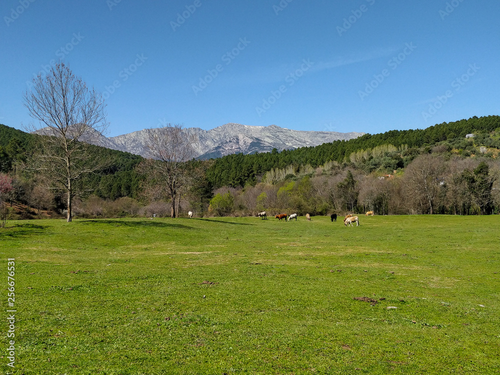 Green meadow with cows and the mountains of the Sierra of Gredos in the background, on a spring day.