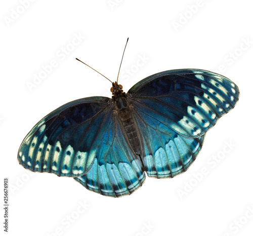 Female Diana Fritillary butterfly isolated on white