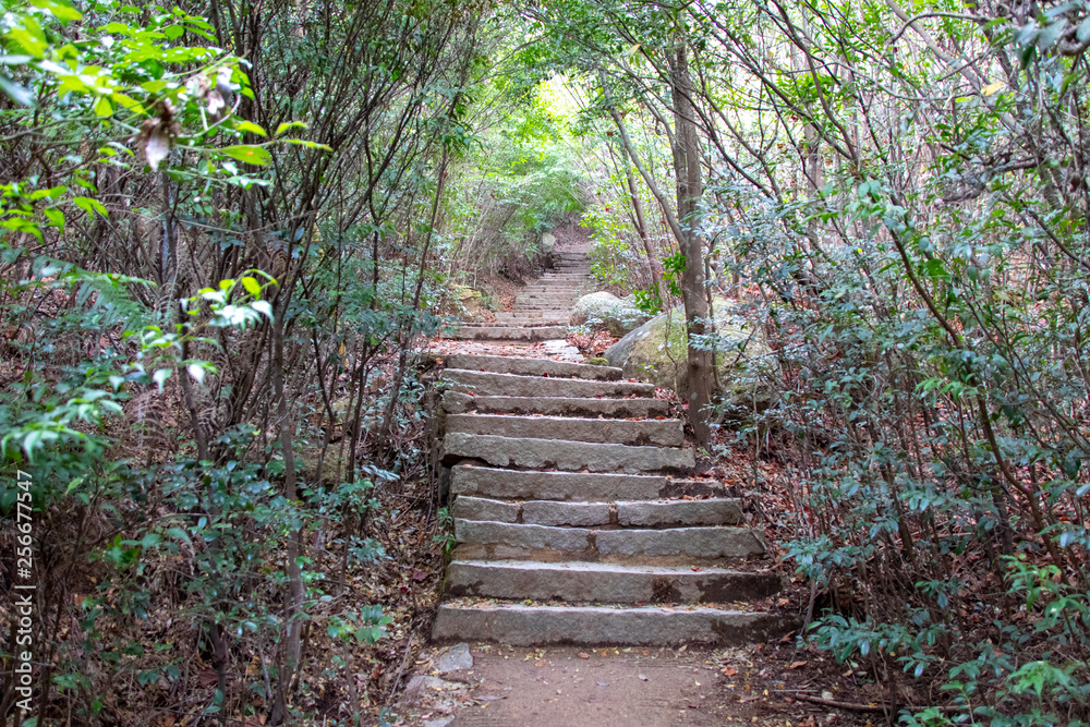 Stone steps on Forest daishon Path on Itsukushima Island Stone steps on Forest daishon Path on Itsukushima Island