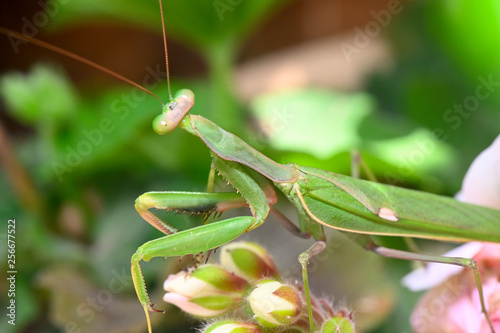 mantis a slender predatory insect