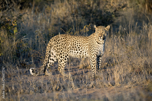 Leopard in afternoon light © 2630ben