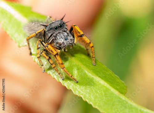 Cute little Phidippus mystaceus jumping spider sitting on a Willow leaf, looking up