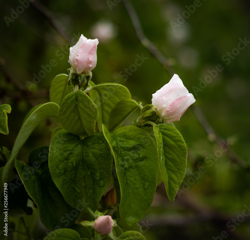 blooming white flowers of a quince tree in a garden on March