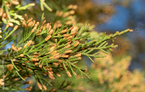 Blooming male Eastern Red Cedar in winter, ready to release lots of pollen that is a potent allergen