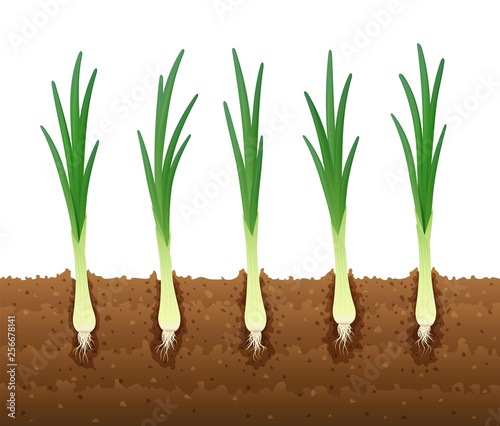 Onion in ground. Ripe green vegetable. Natural food. Organic product for salad. Botanical plant. Agriculture. Healthy meal. Isolated white background. Eps10 vector illustration.