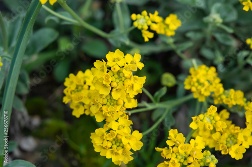 Basket of Gold Flowers in Bloom in Winter