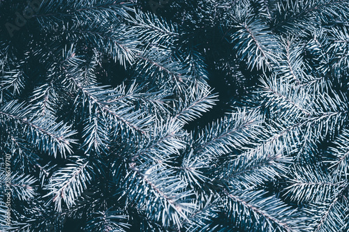 Christmas fir tree blue background with copy space. Fir tree branches texture.