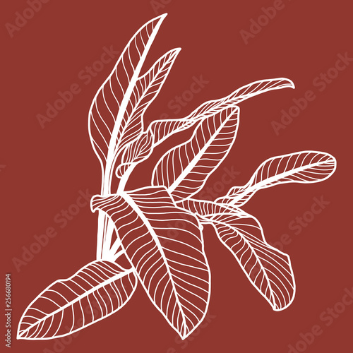 Plants line leaves tropical vector drawing