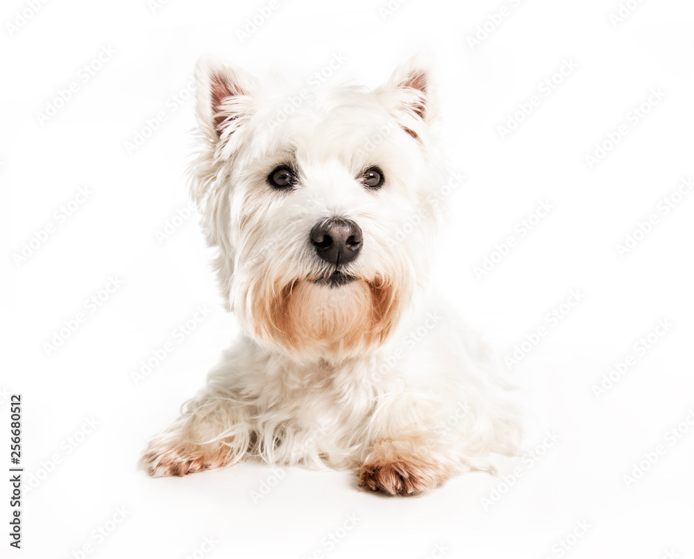 A West highland white terrier Dog Isolated on White Background in studio A West highland white terrier Dog Isolated on White Background in studio