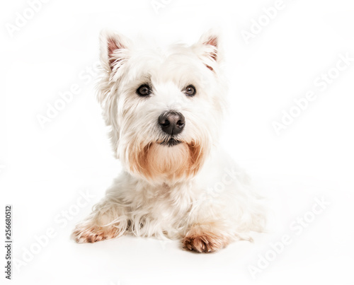 A West highland white terrier Dog Isolated on White Background in studio