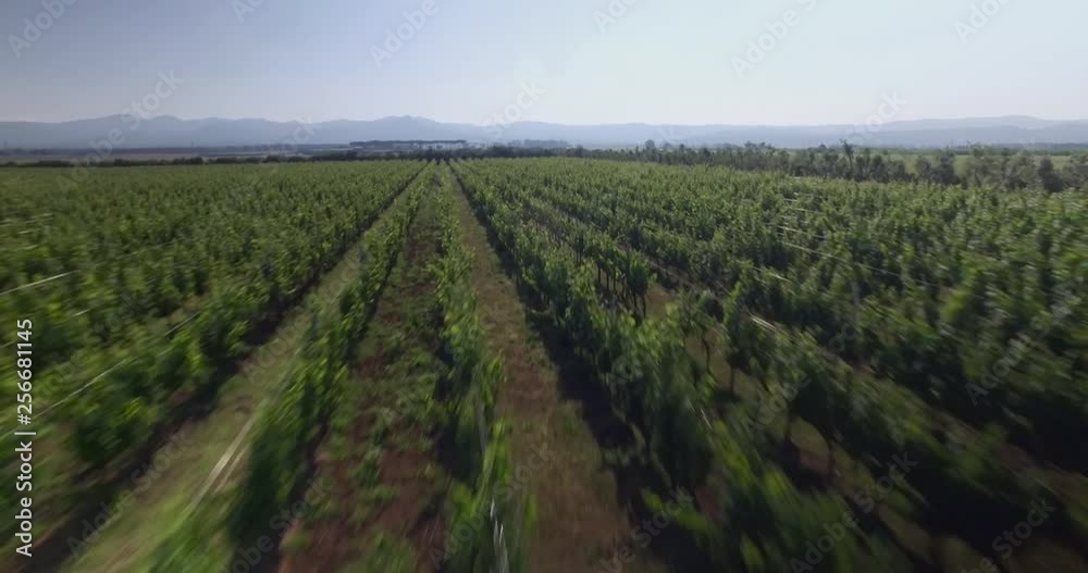 tuscany italy drone vine tuscany italy drone vine