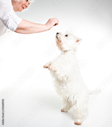 A West highland white terrier Dog Isolated on White Background in studio with senior give food