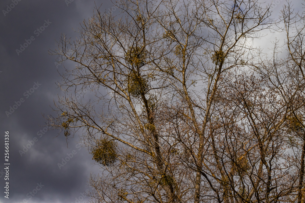 Mistletoe parasite on trees, infected foliage Mistletoe parasite on trees, infected foliage