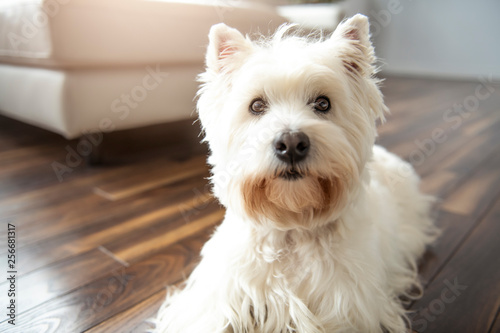 A Pet portrait of cute West Highland White Terrier dog enjoying and resting in living room indoor © Louis-Photo