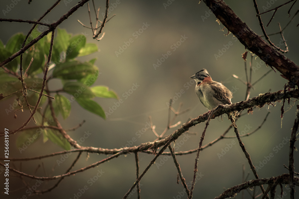 Aves de Risaralda Aves de Risaralda