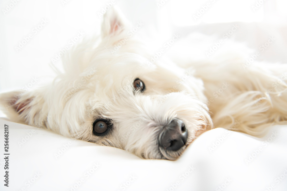Dog photo shoot at home. Pet portrait of West Highland White Terrier dog lying on bed Dog photo shoot at home. Pet portrait of West Highland White Terrier dog lying on bed