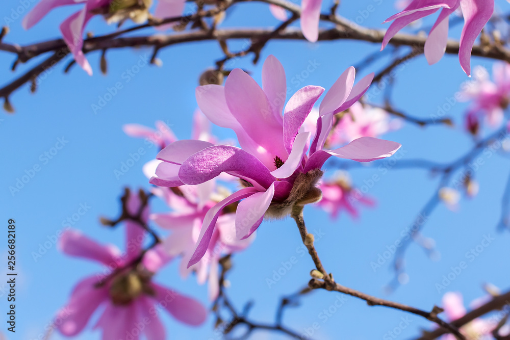 Fragile flower of pink magnolia on a bright blue sky background. Blossoming of magnolia tree on a sunny spring day.