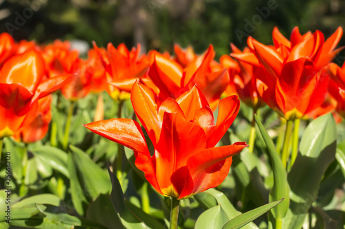 Close-up of red tulip blossom in a public park on a sunny day. Spring flowering of lush red tulips.