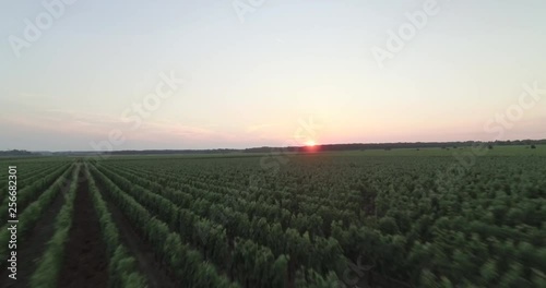 drone tuscany italy vine