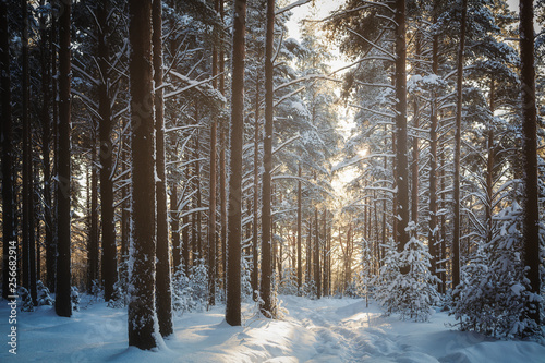 Trees are in the forest in winter under snow - landscape