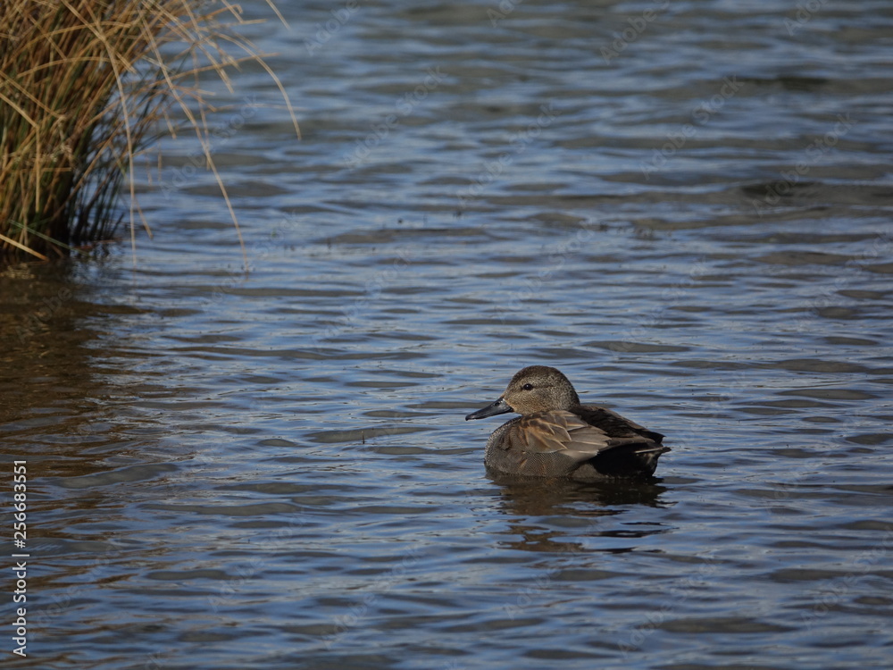 male gadwall (Anas strepera) male gadwall (Anas strepera)