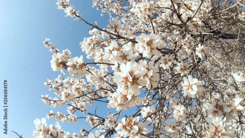 Cherry blossoms swaying in wind over blue sky. Cherry blossoms swaying in wind over blue sky.