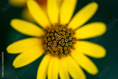 yellow flower on green background