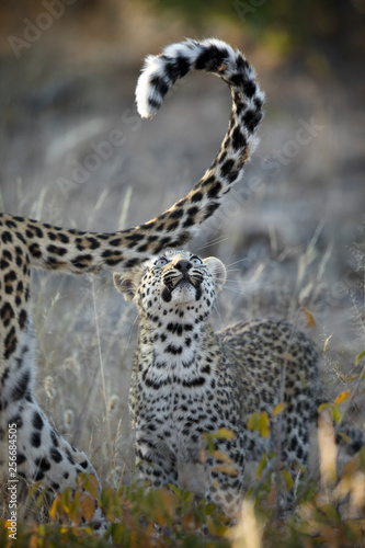 Young leopard cub © 2630ben