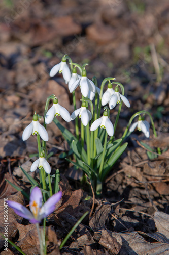 snowdrop spring beauty