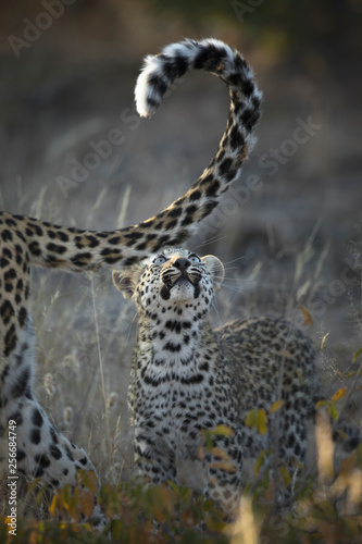 young leopard looking at its mothers tail. © 2630ben