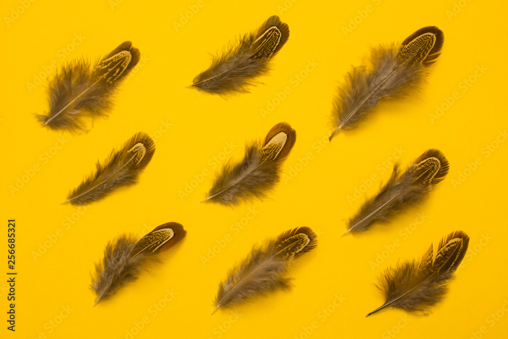 pheasant feathers group flat lay on orange background pheasant feathers group flat lay on orange background