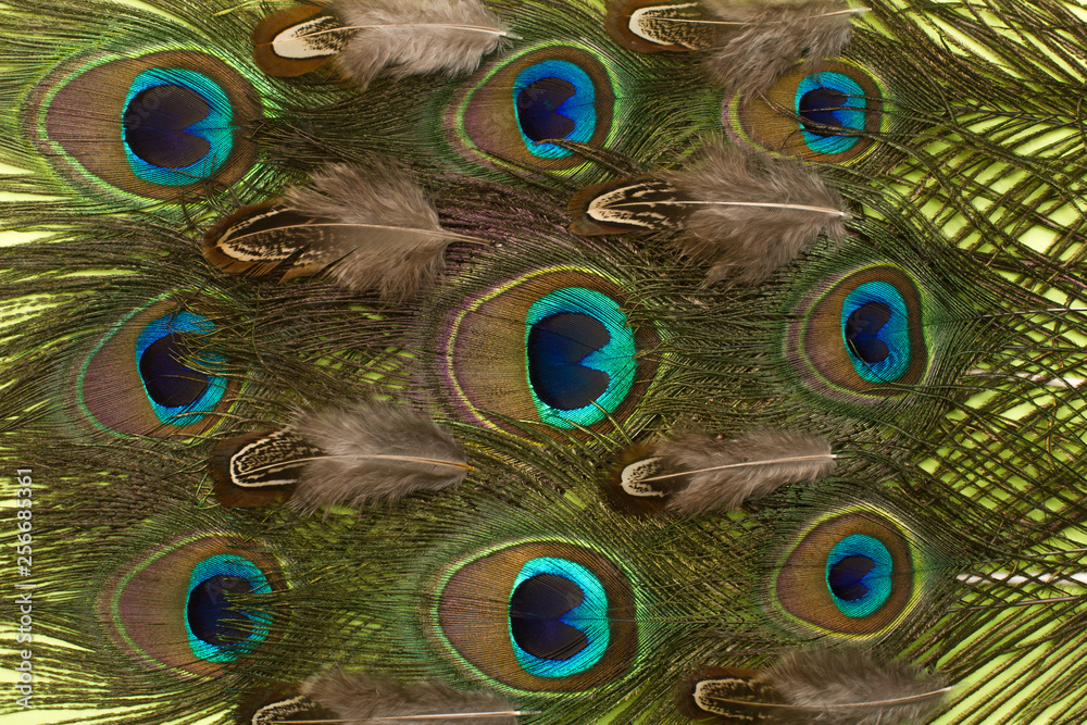 Obraz premium peacock and pheasant feathers pattern background