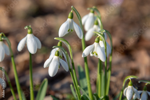 snowdrop spring beauty