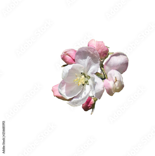 Fototapeta Naklejka Na Ścianę i Meble -  Apple white and rose flowers isolated from background