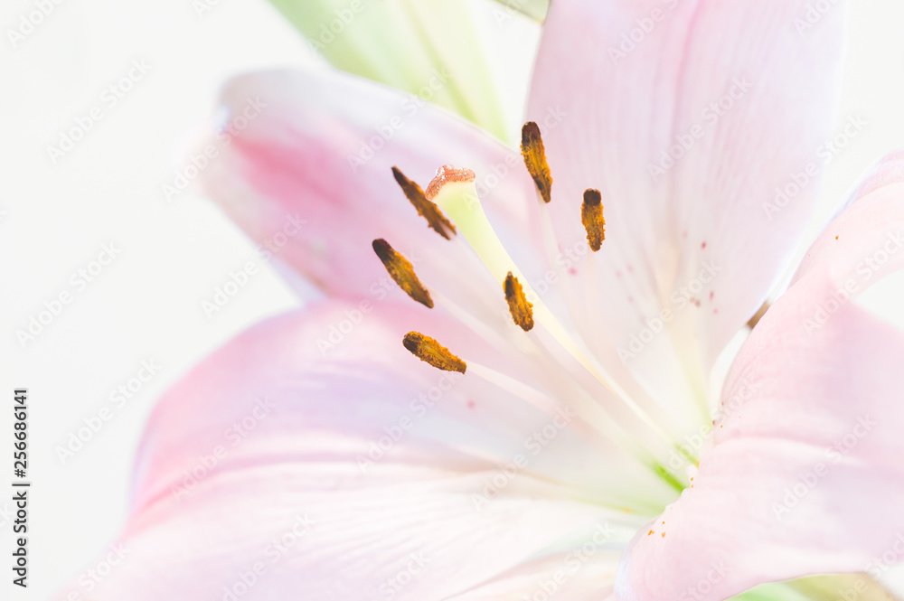 Abstract high-key close up of a pink lily flower.