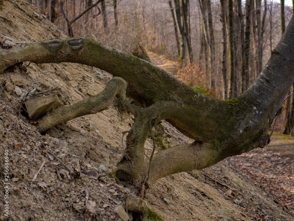 Roots covered with moss in the forest