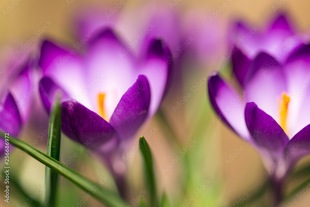 purple crocus flowers in the Spring purple crocus flowers in the Spring