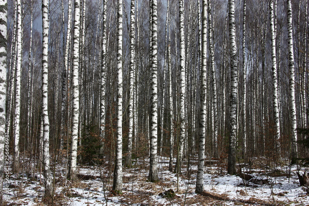 The spring sun lights a birchwood. On the earth among the remains of snow there is a dry grass. The spring sun lights a birchwood. On the earth among the remains of snow there is a dry grass.