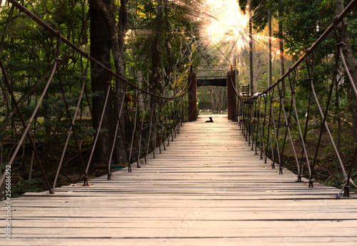 low level view of a steel suspension foot bridge in a tropical forest - Wooden slat river crossing adventure trail with a dog watching the warm sun rays through the trees