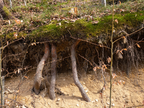 Roots covered with moss in the forest photo